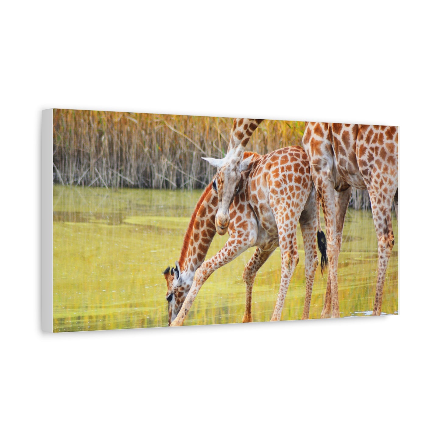 Giraffe Family Matte Canvas Wall Art, Nature Decor, Wildlife Print, Animal Lovers Gift, Nursery Decoration