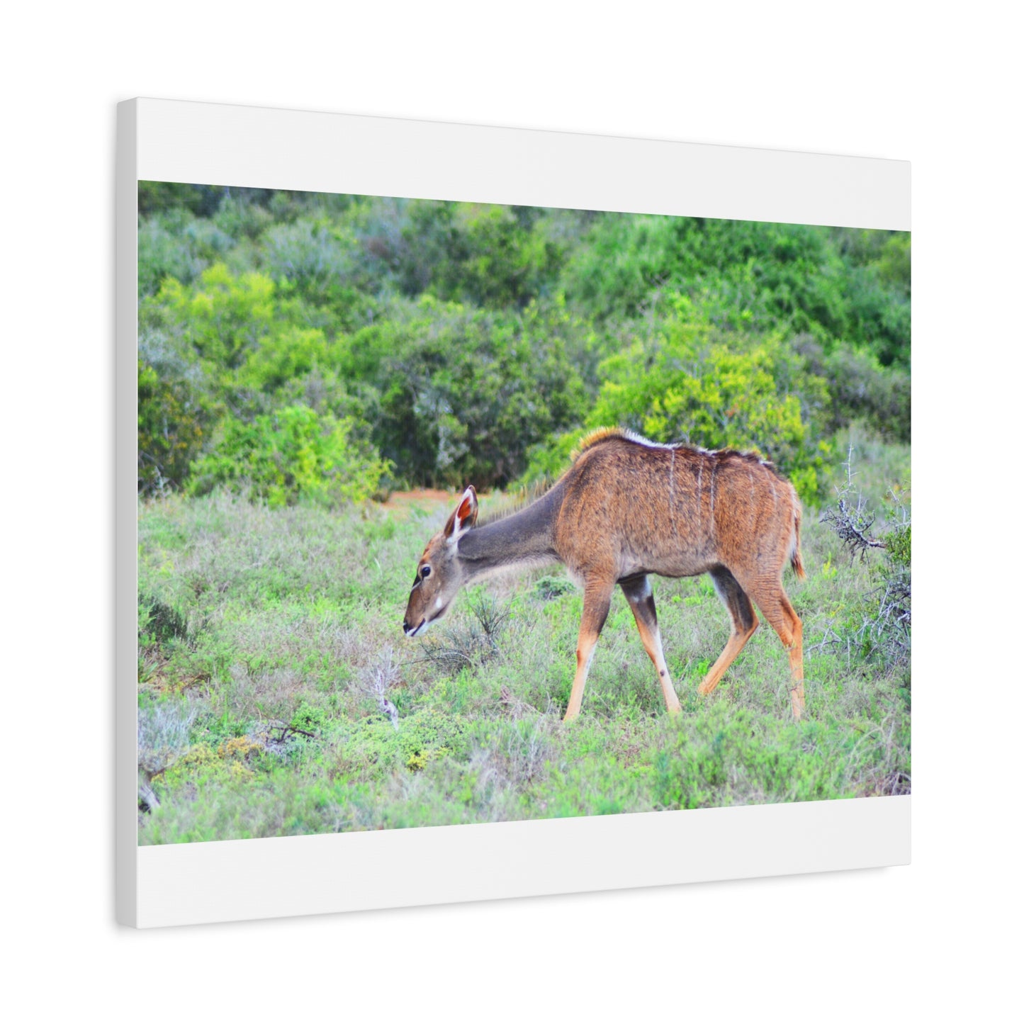 Africa Kudu Cow - Canvas Print