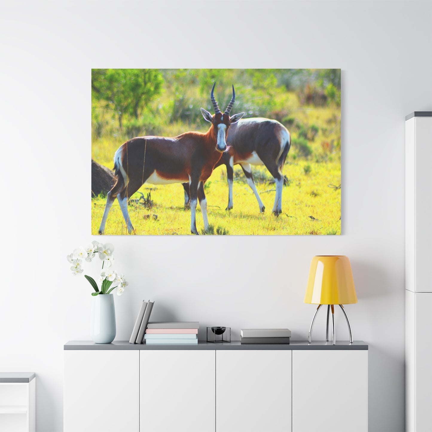 Blesbok in Africa - Canvas Print
