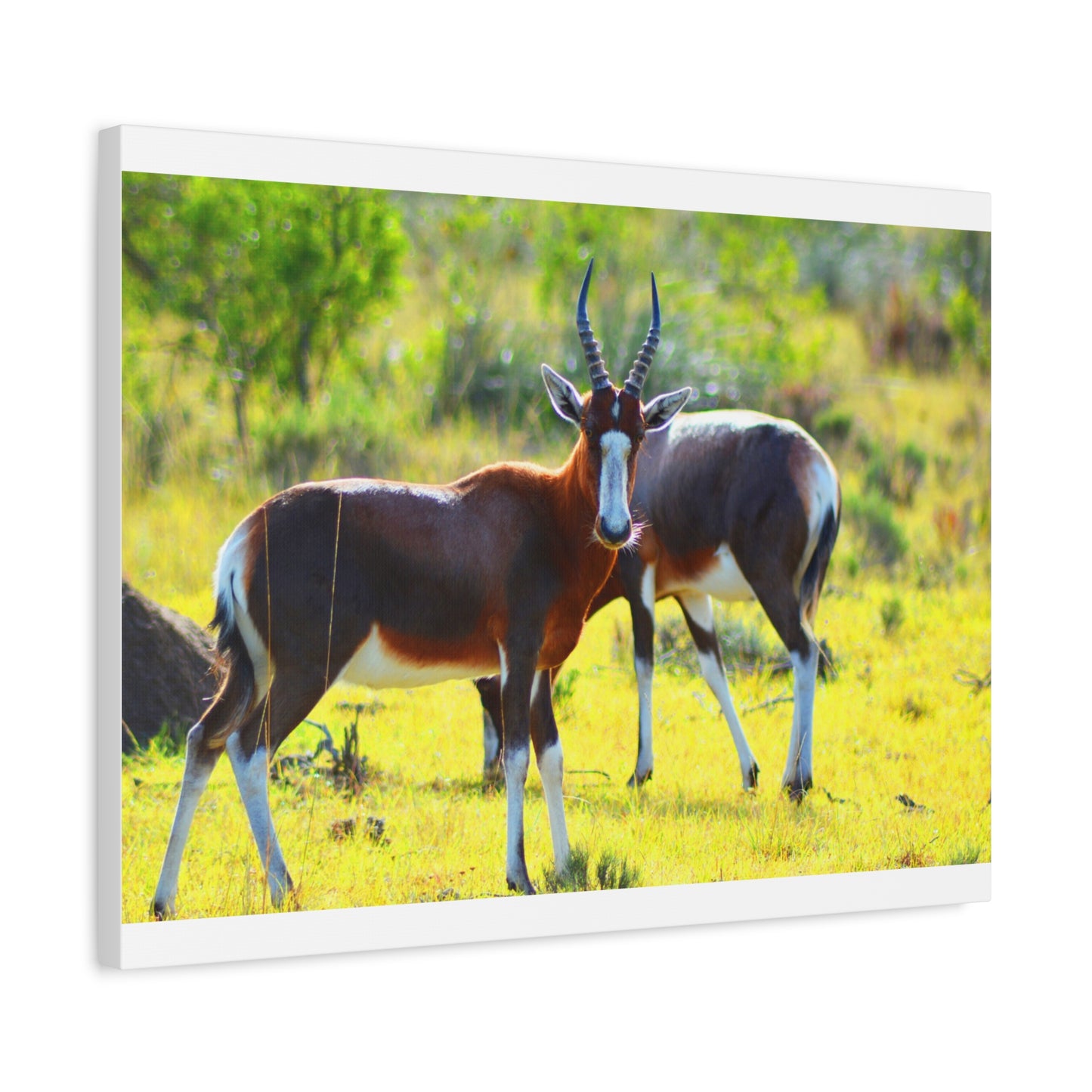 Blesbok in Africa - Canvas Print