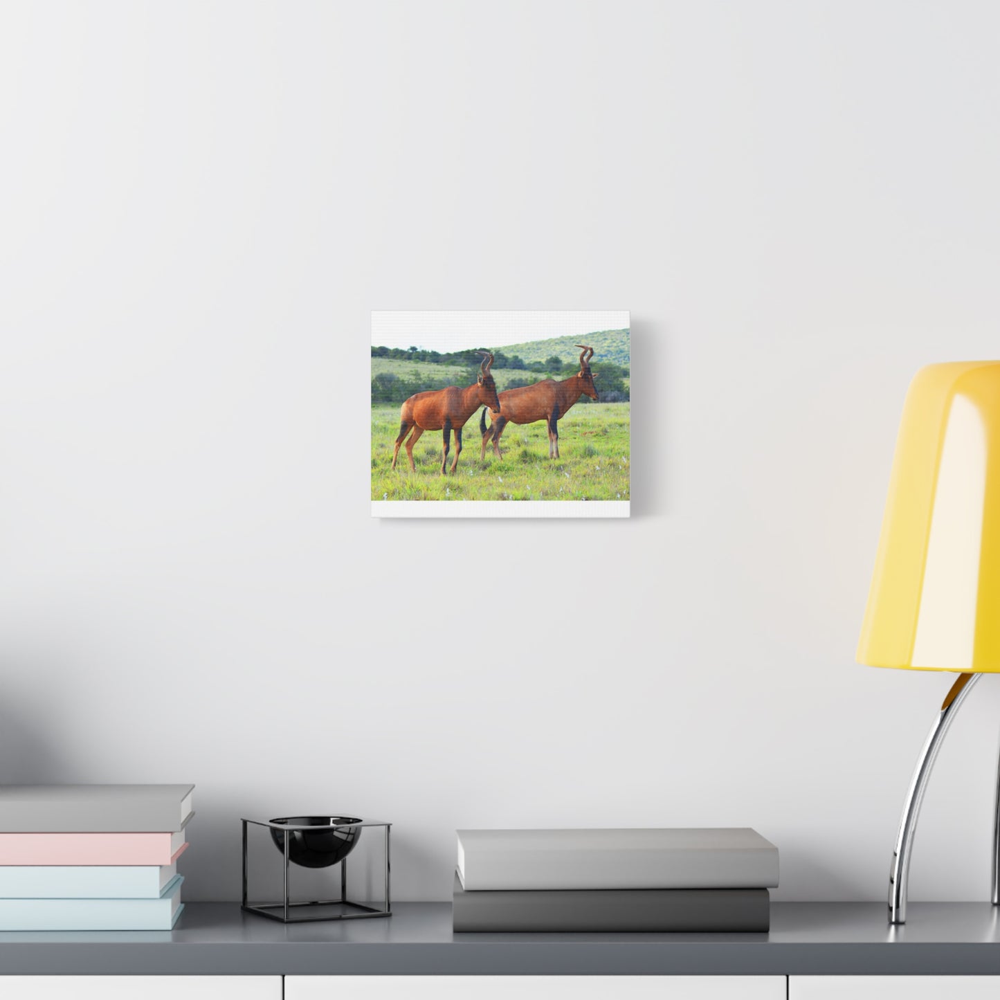 African Red Hartebeest - Canvas Print