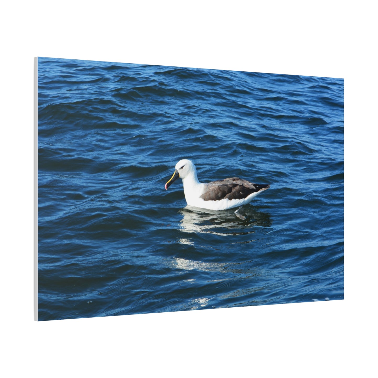 Albatross Canvas Print Sea Bird