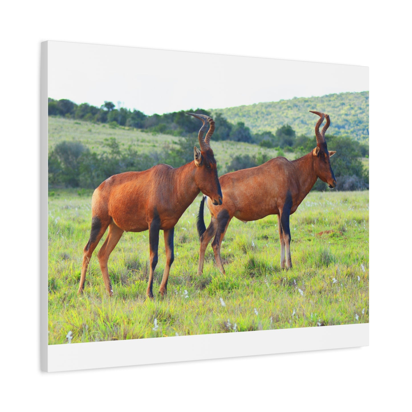 African Red Hartebeest - Canvas Print