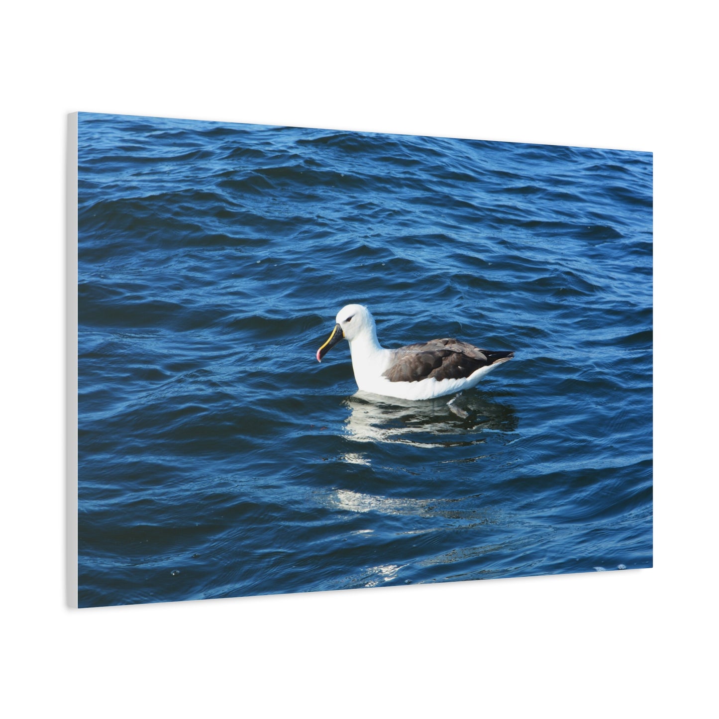 Albatross Canvas Print Sea Bird