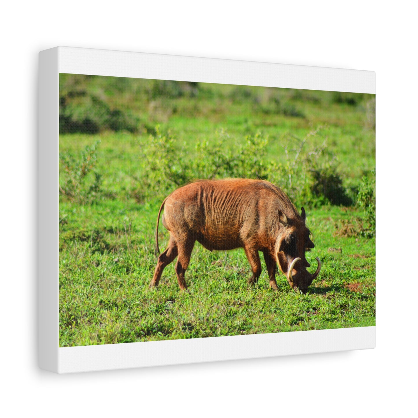 African Warthog - Canvas Print