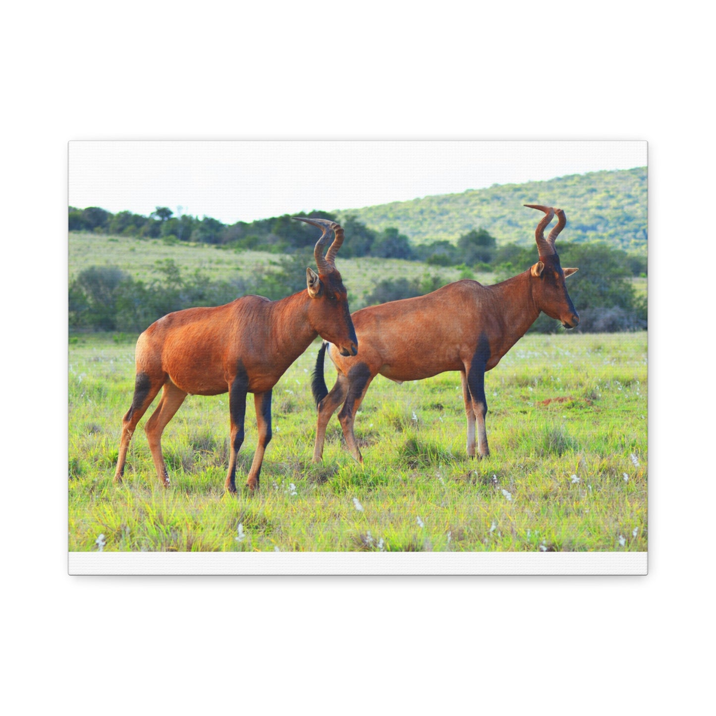 African Red Hartebeest - Canvas Print