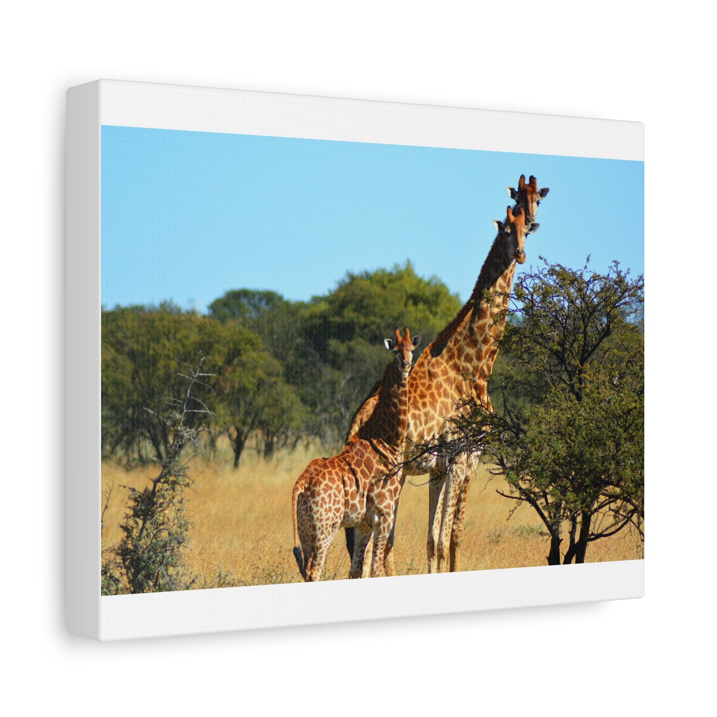 Giraffe Family in Africa