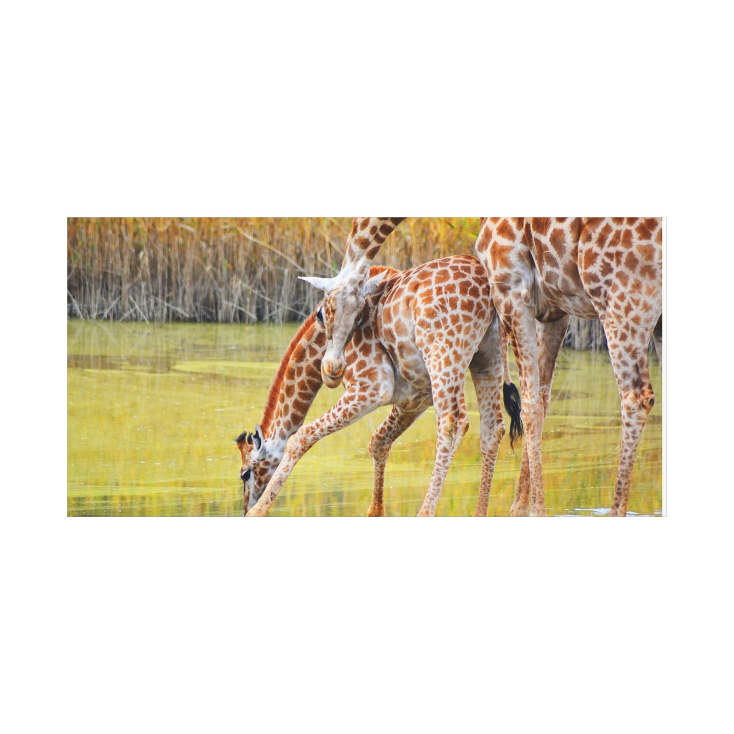 Giraffe Family Matte Canvas Wall Art, Nature Decor, Wildlife Print, Animal Lovers Gift, Nursery Decoration