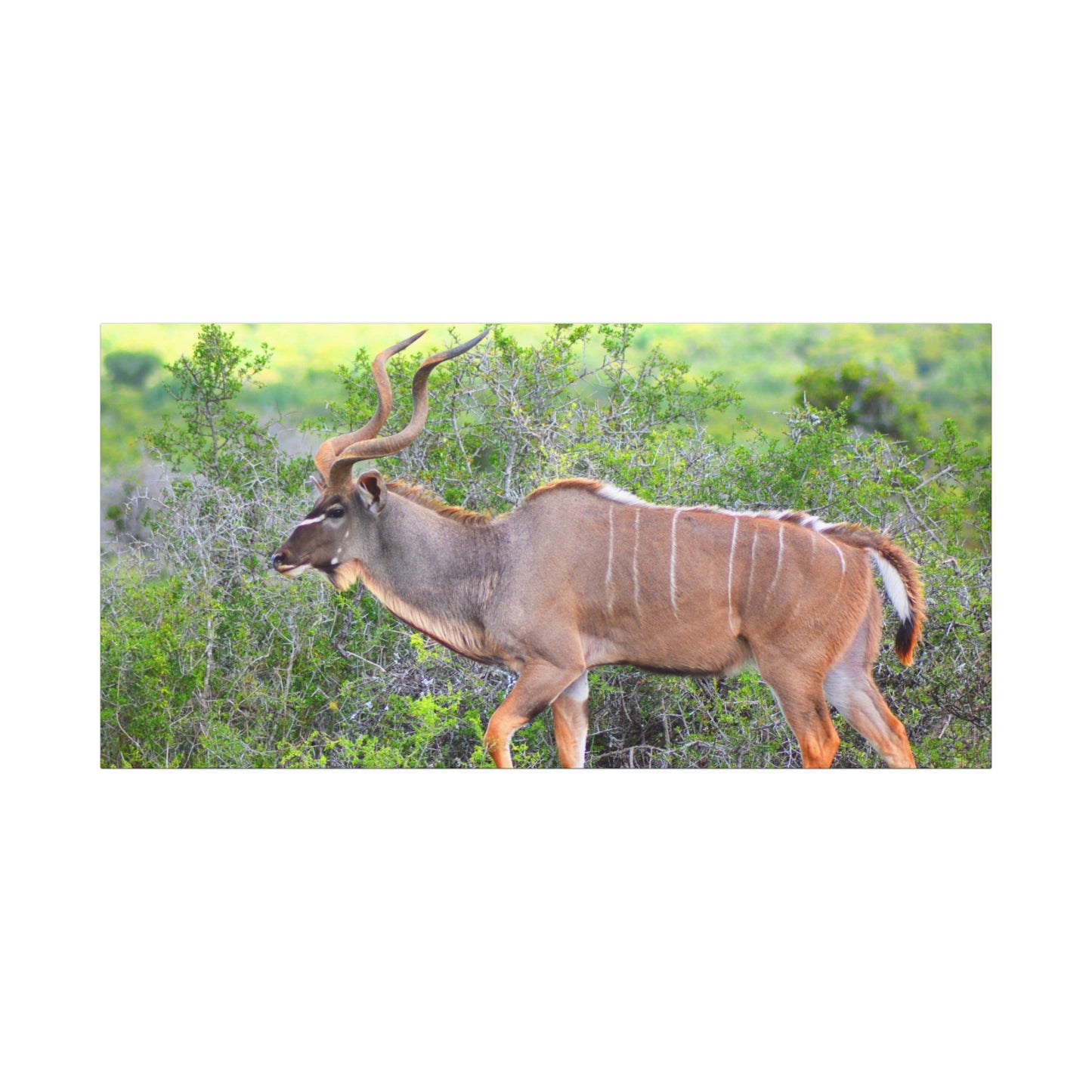 Africa Kudu Bull - Canvas Print