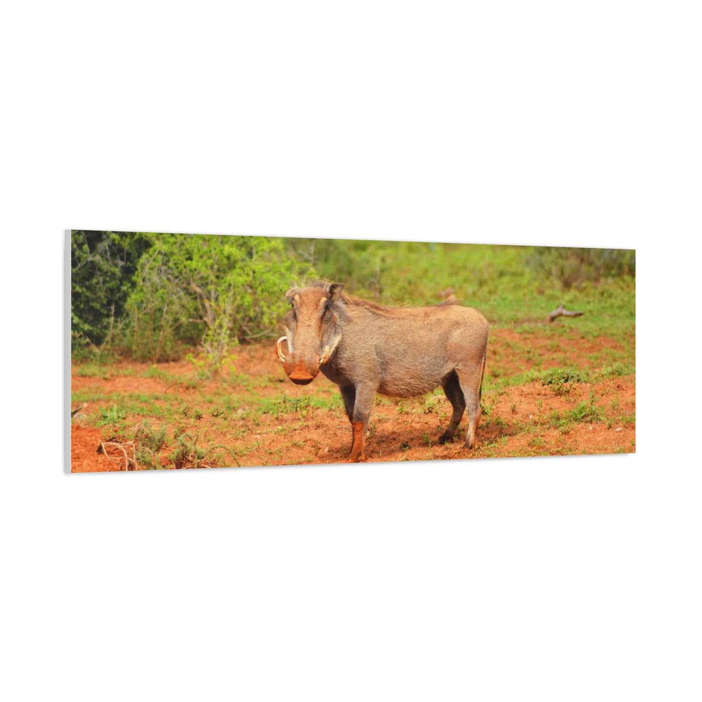 Dirty Warthog - Canvas Print