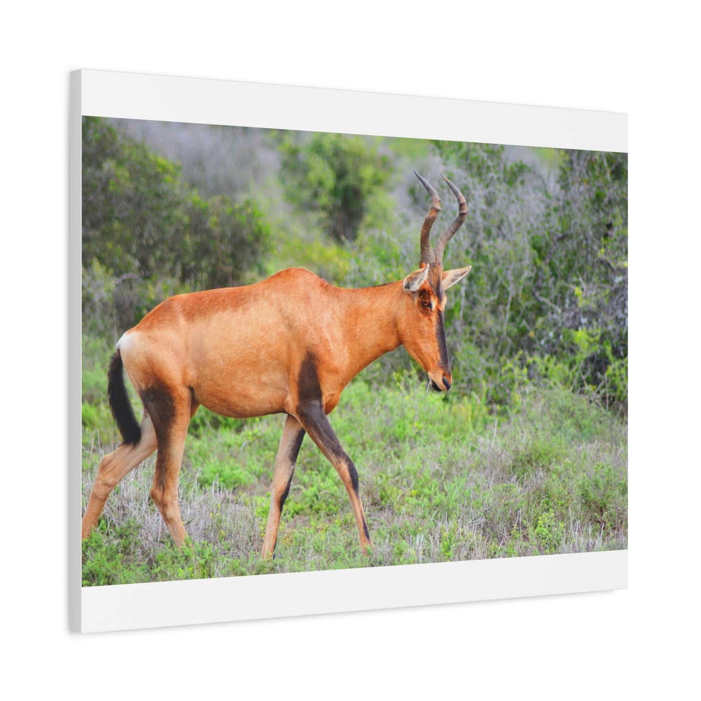 Red Hartebeest - Canvas Print