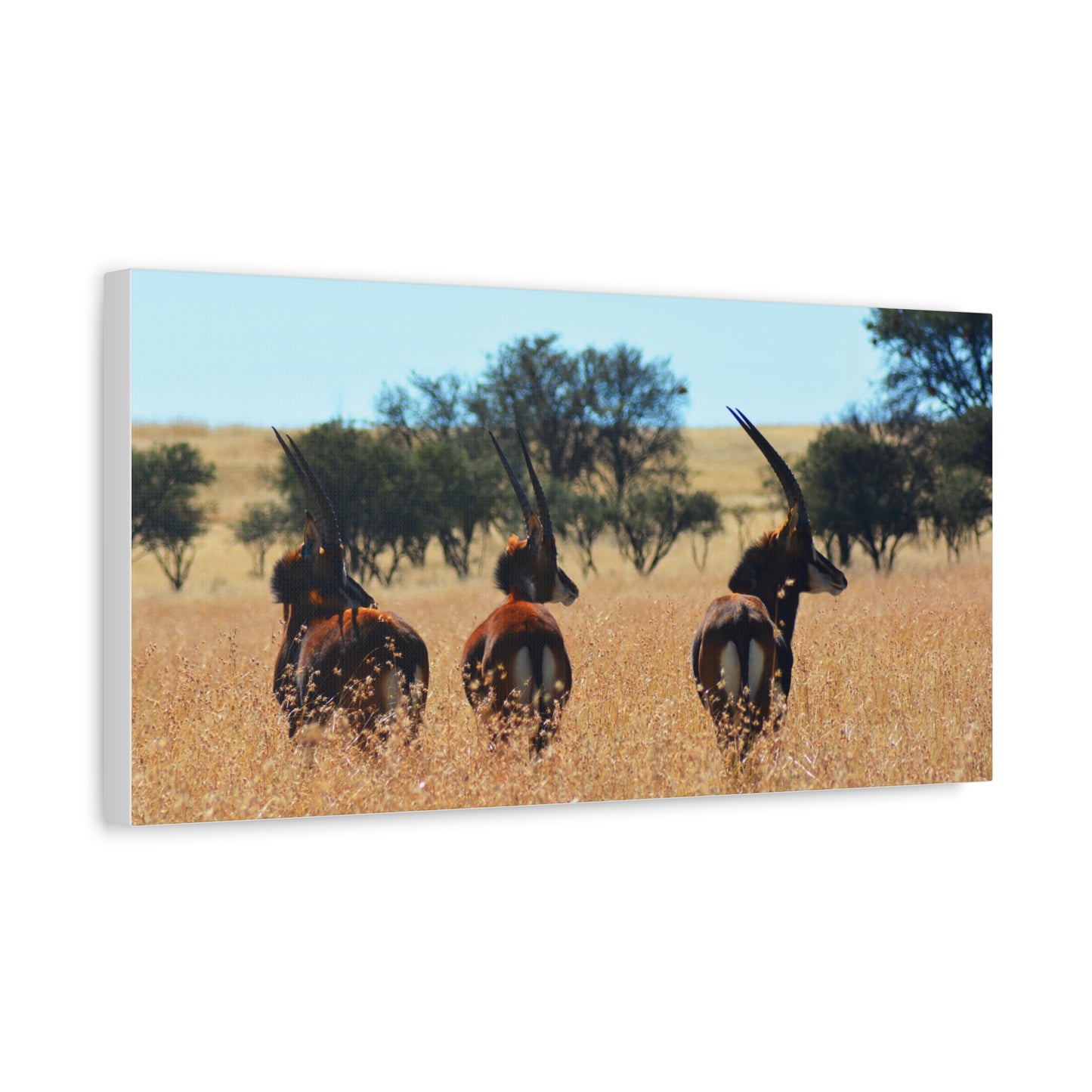 Sable Trio in Africa Canvas Print