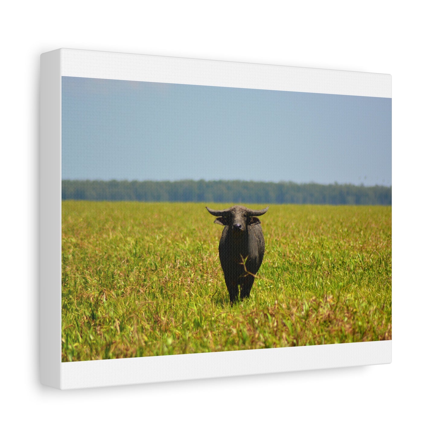 Asiatic Water Buffalo Australian Outback - Canvas Print