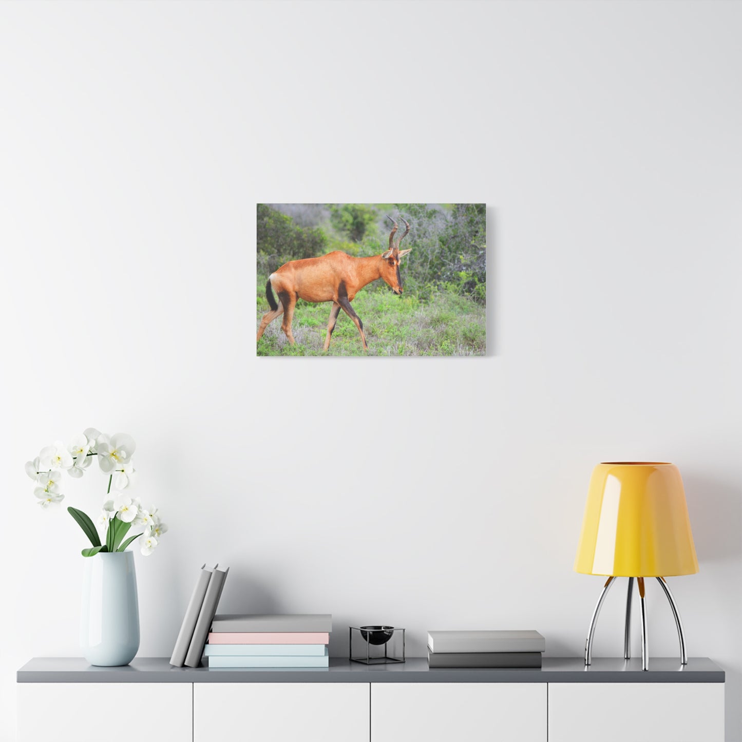 Red Hartebeest - Canvas Print