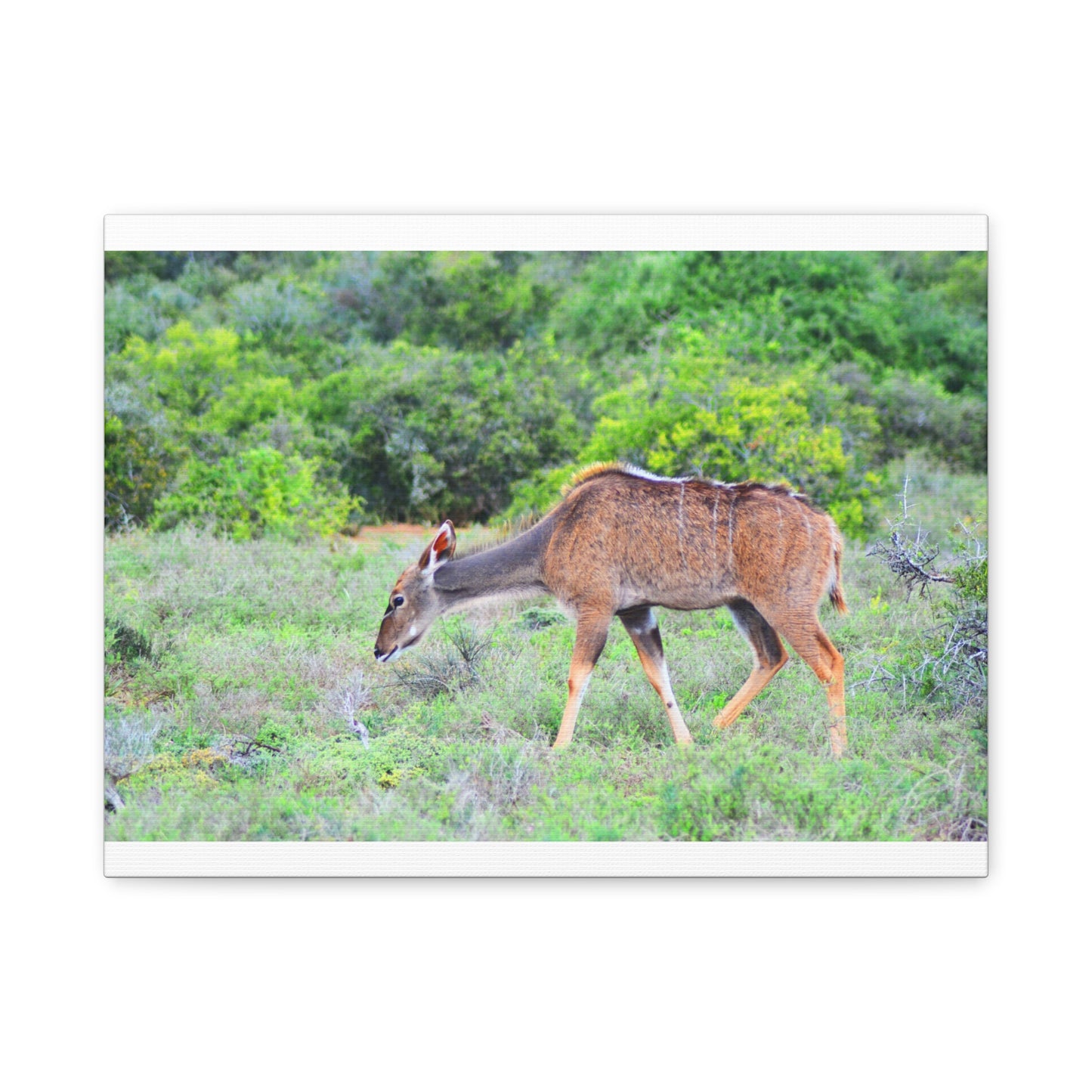 Africa Kudu Cow - Canvas Print