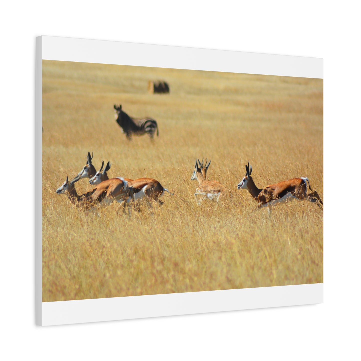 Springbok Herd in African Savannah
