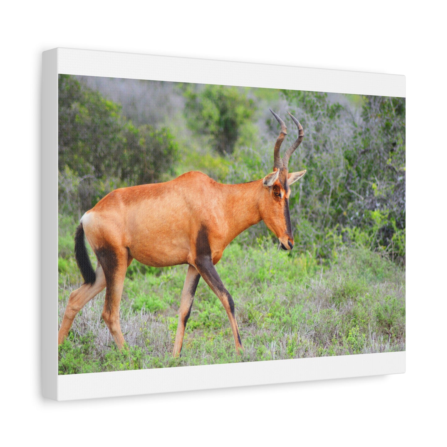 Red Hartebeest - Canvas Print