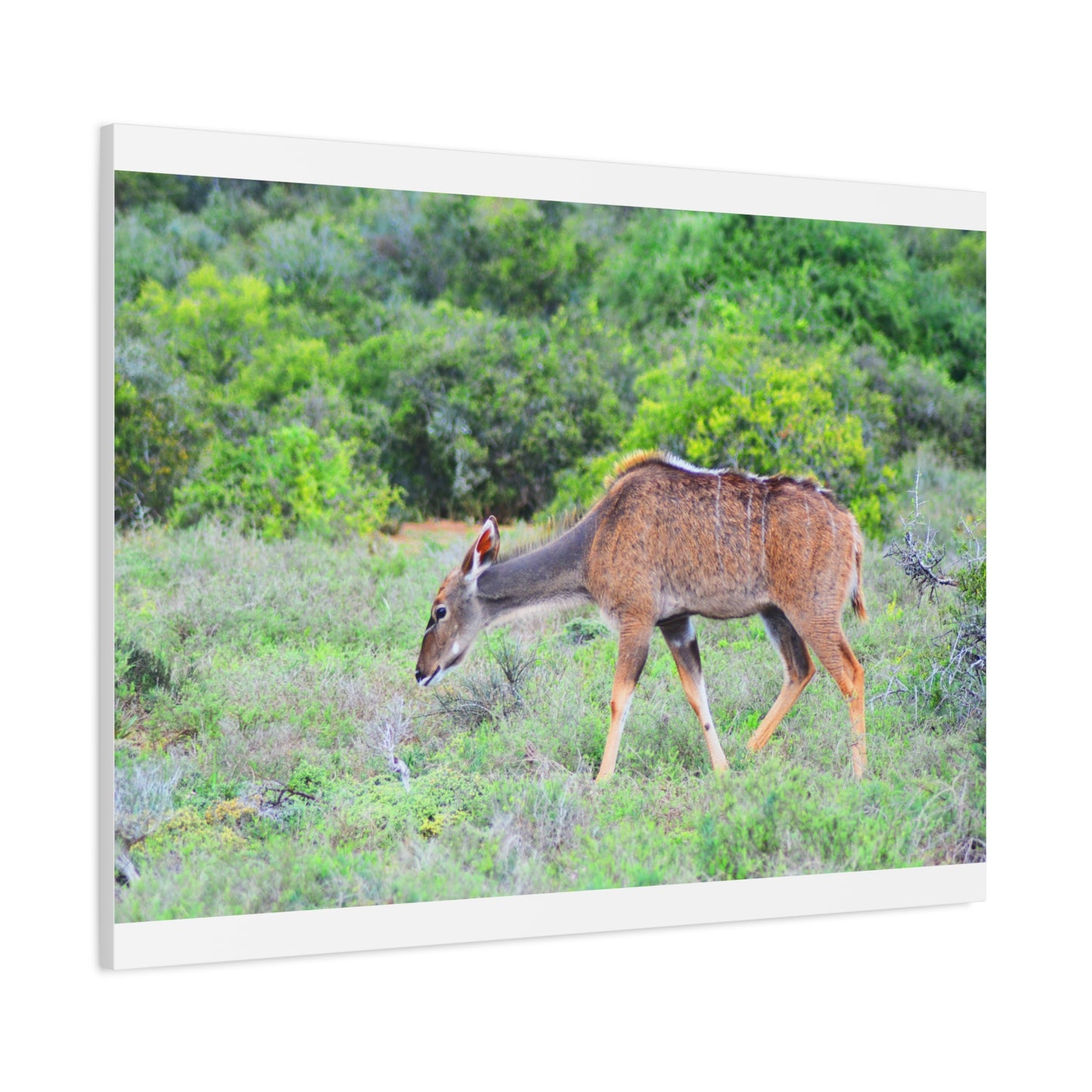 Africa Kudu Cow - Canvas Print