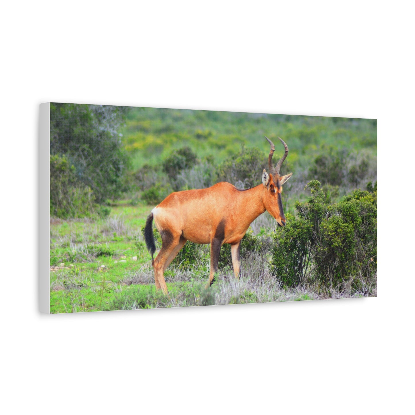 Africa Red Hartebeest - Canvas Print