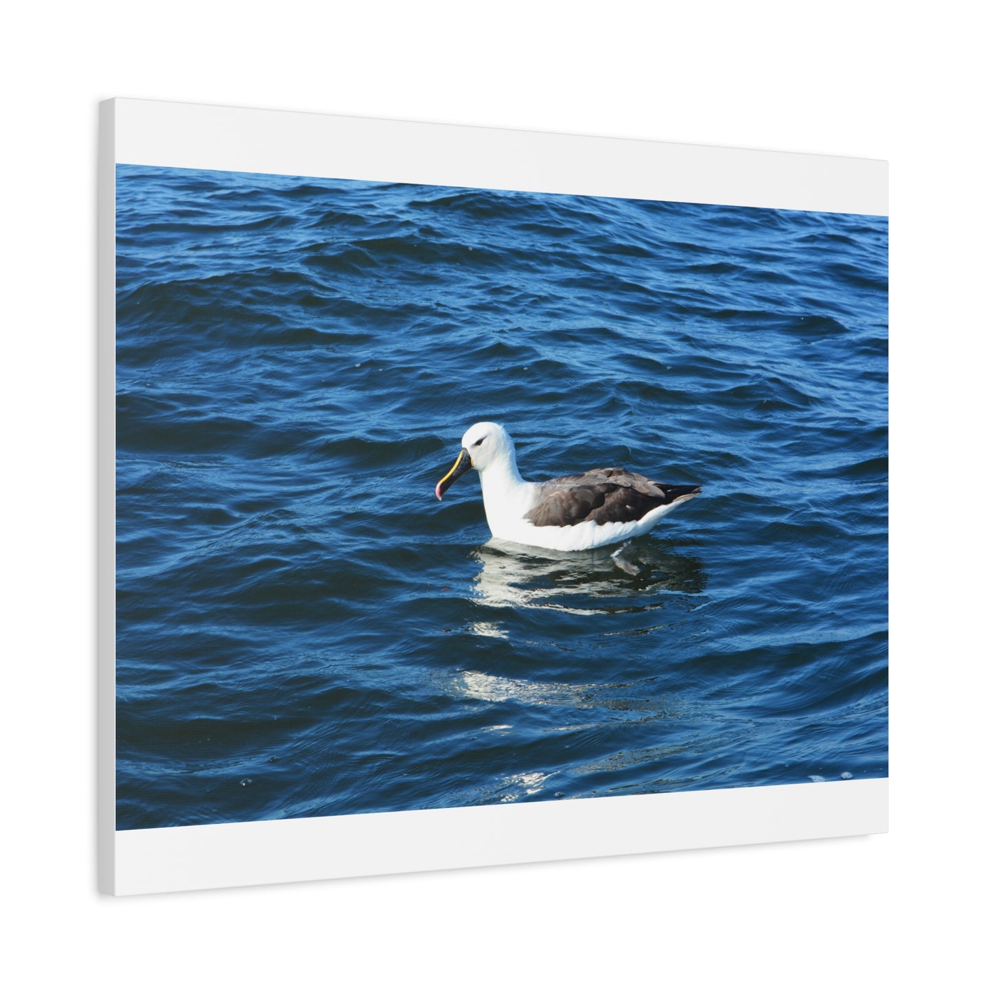 Albatross Canvas Print Sea Bird