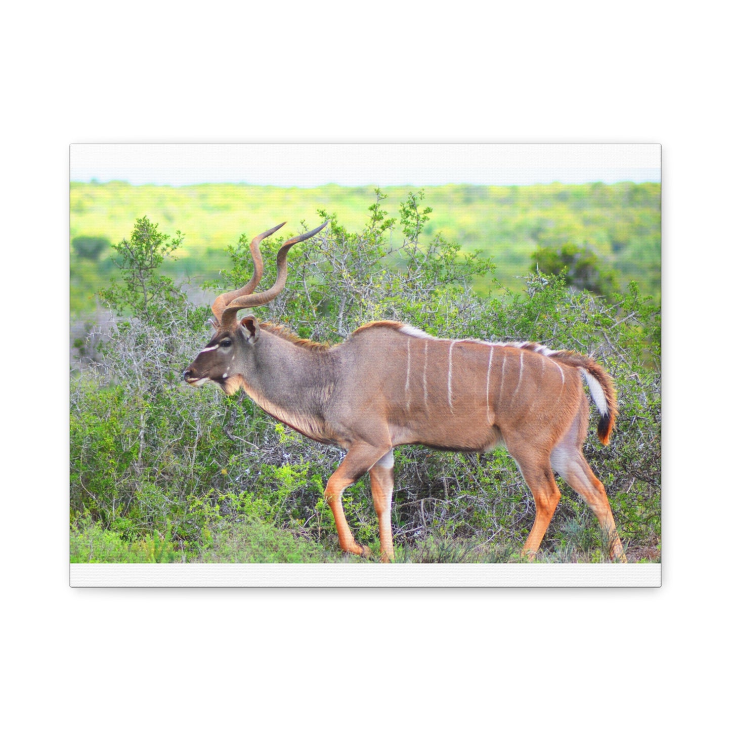 Africa Kudu Bull - Canvas Print