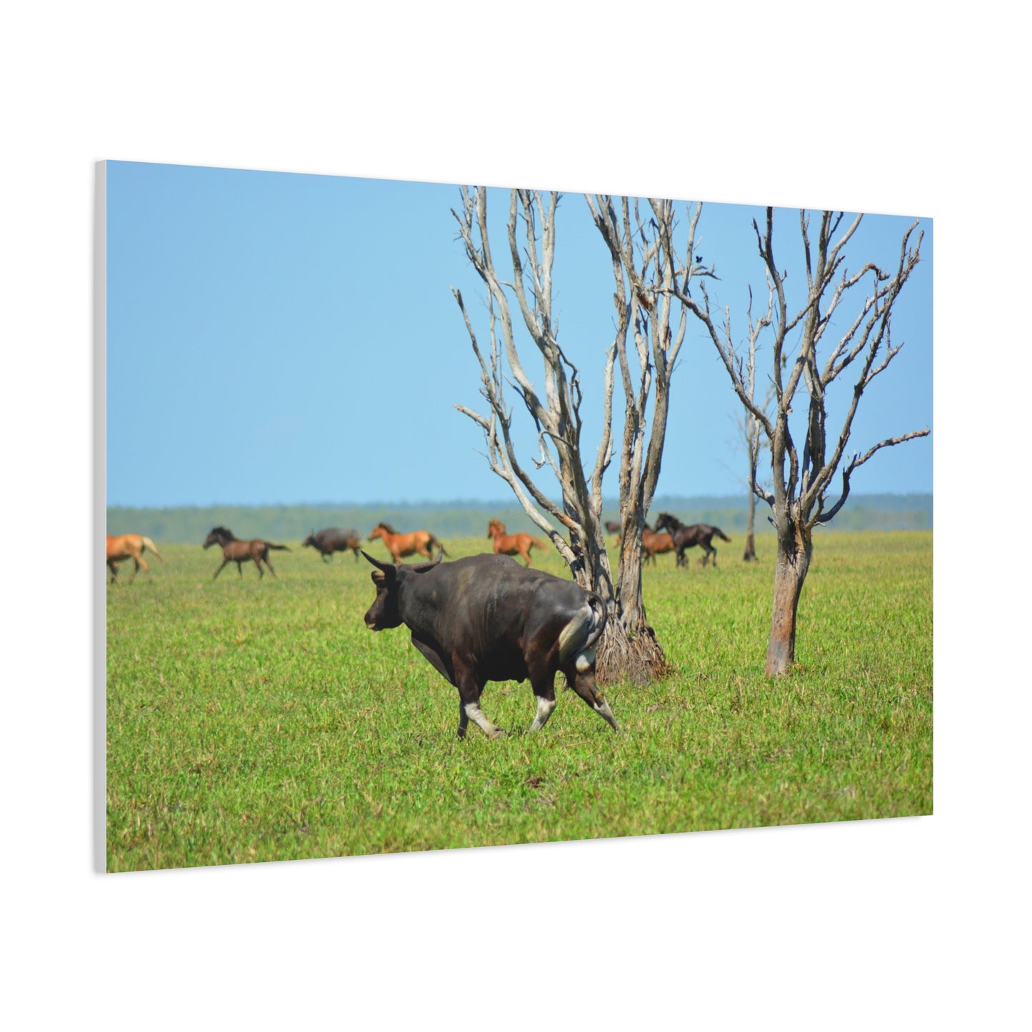 Australia Banteng - Canvas Print