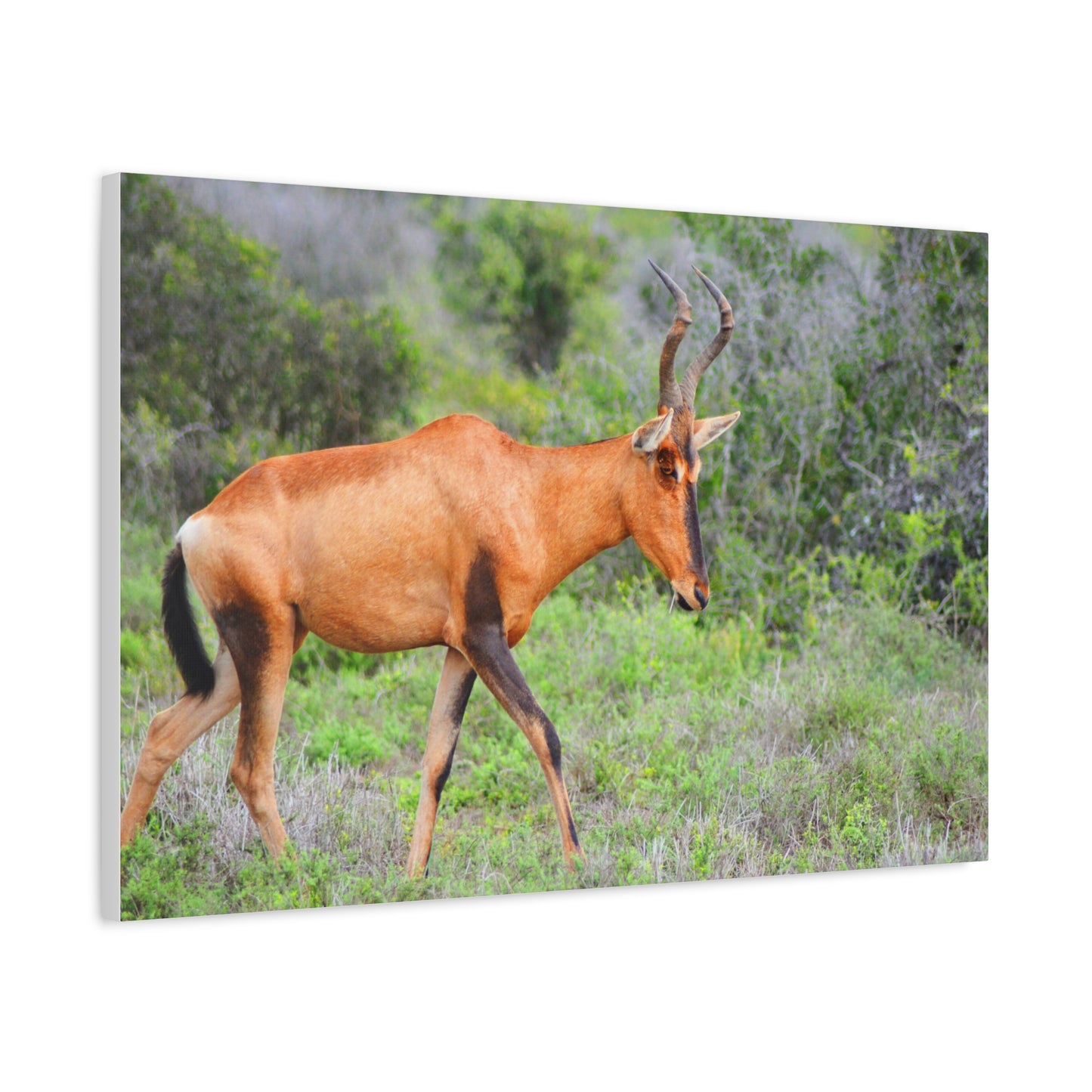 Red Hartebeest - Canvas Print