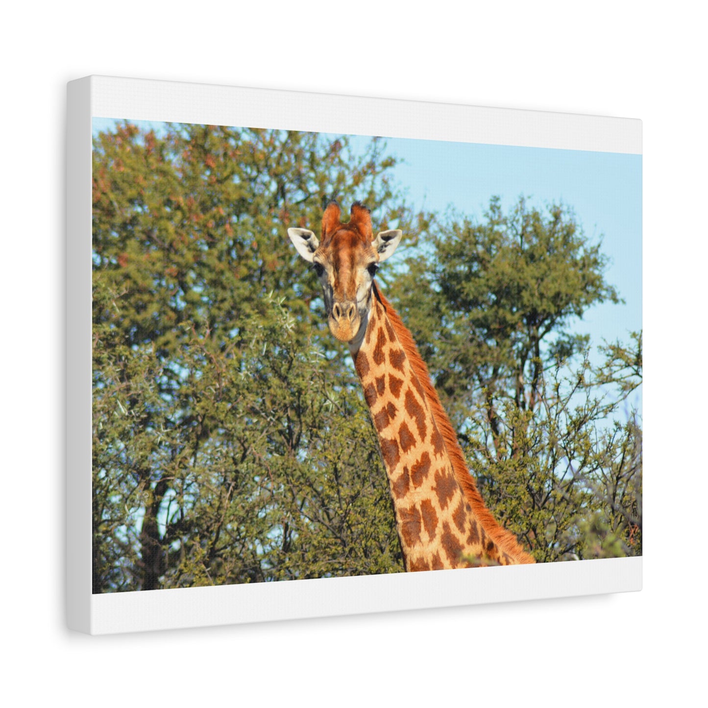 Elegant Giraffe Canvas