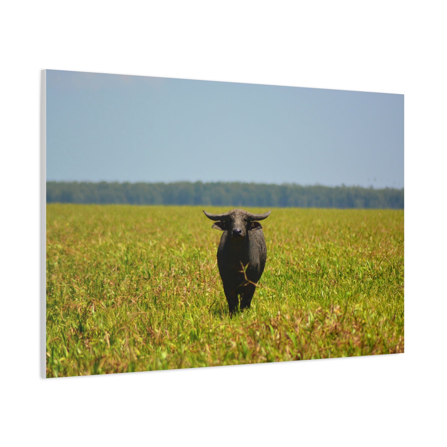 Asiatic Water Buffalo Australian Outback - Canvas Print