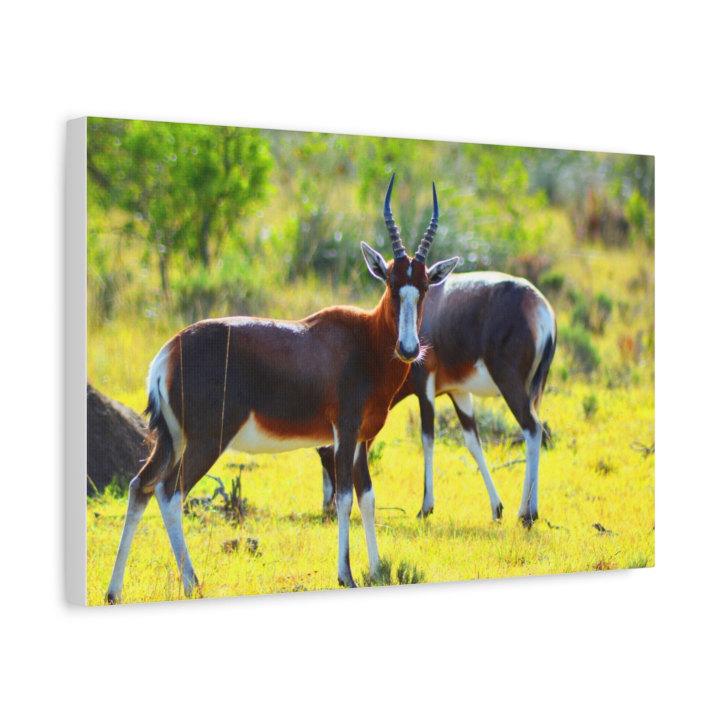 Blesbok in Africa - Canvas Print