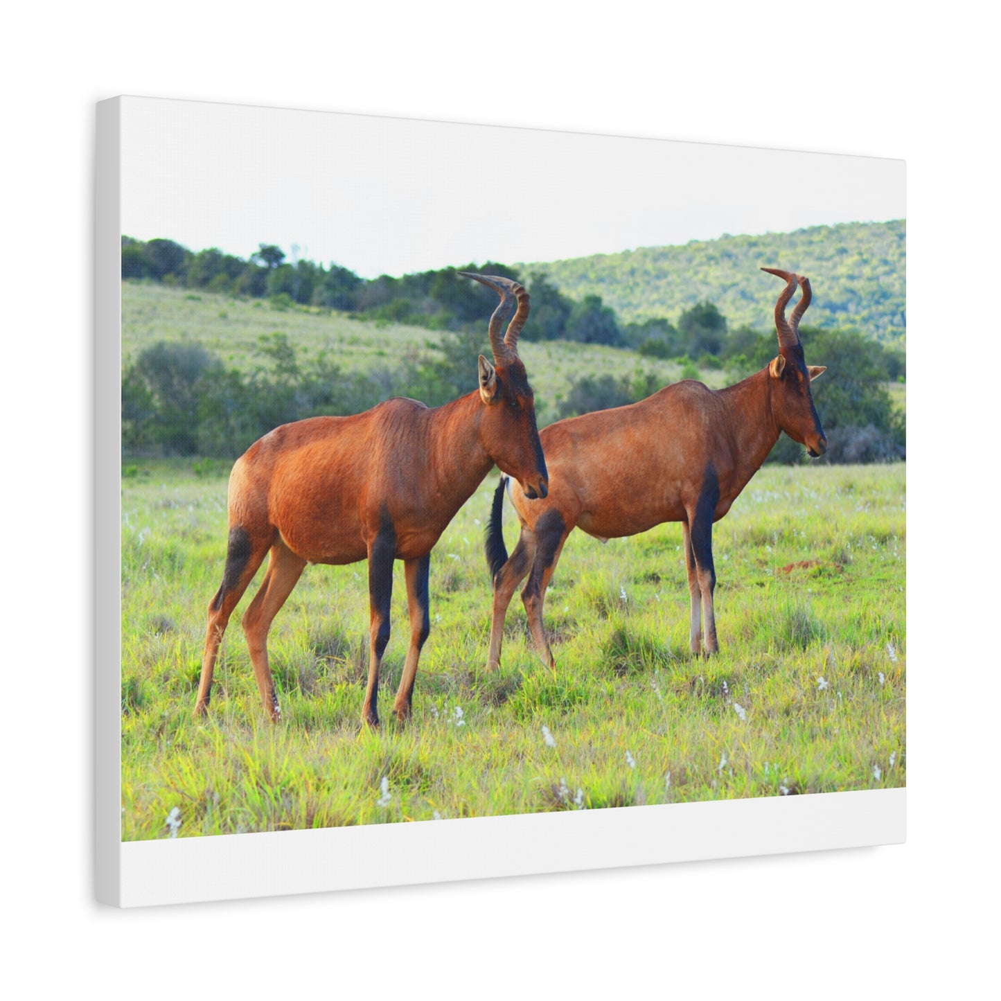 African Red Hartebeest - Canvas Print