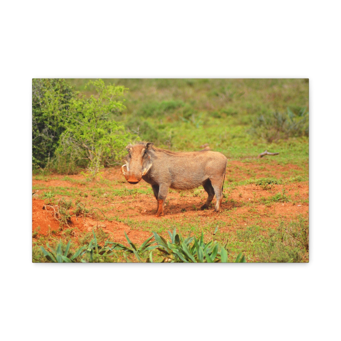 Dirty Warthog - Canvas Print