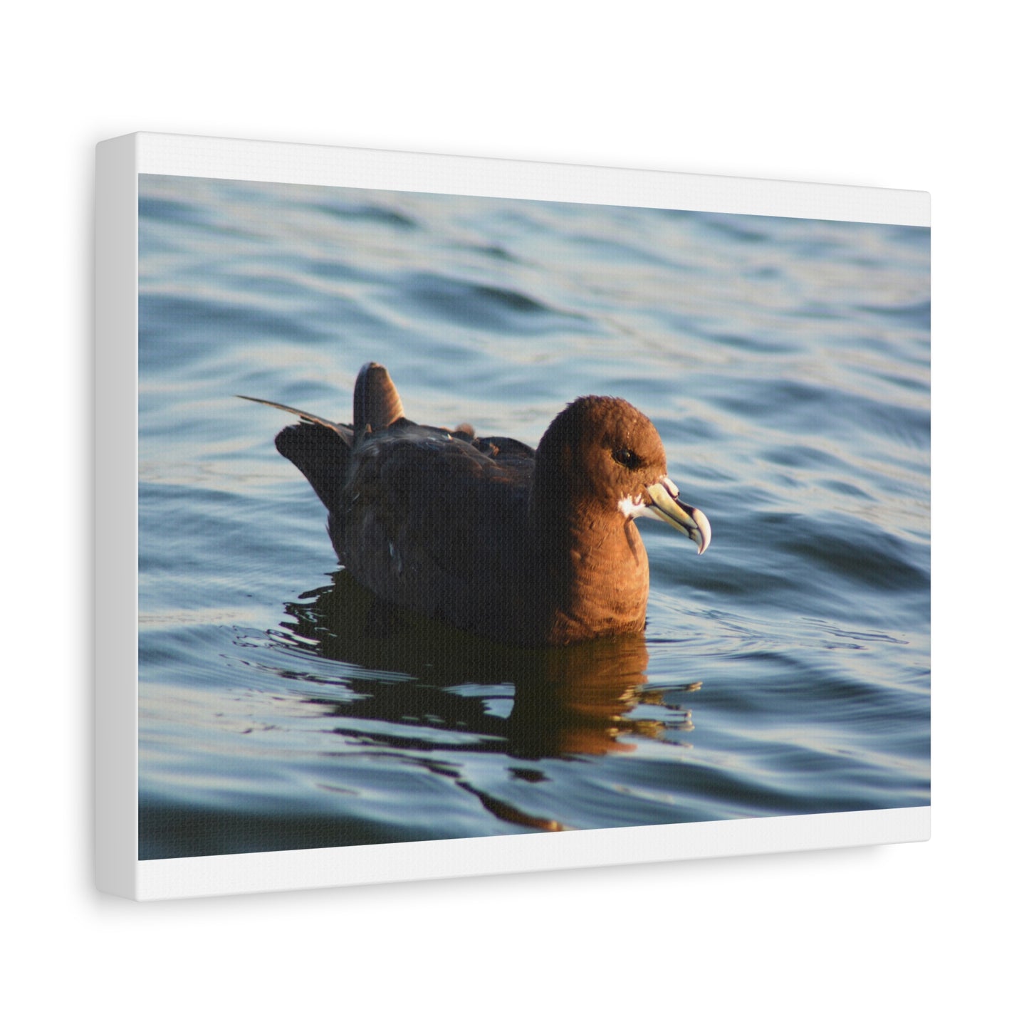 Bird Art Wall Decor, Coastal Wall Art, Ocean Decor, Nature Photography, Sea Bird Print