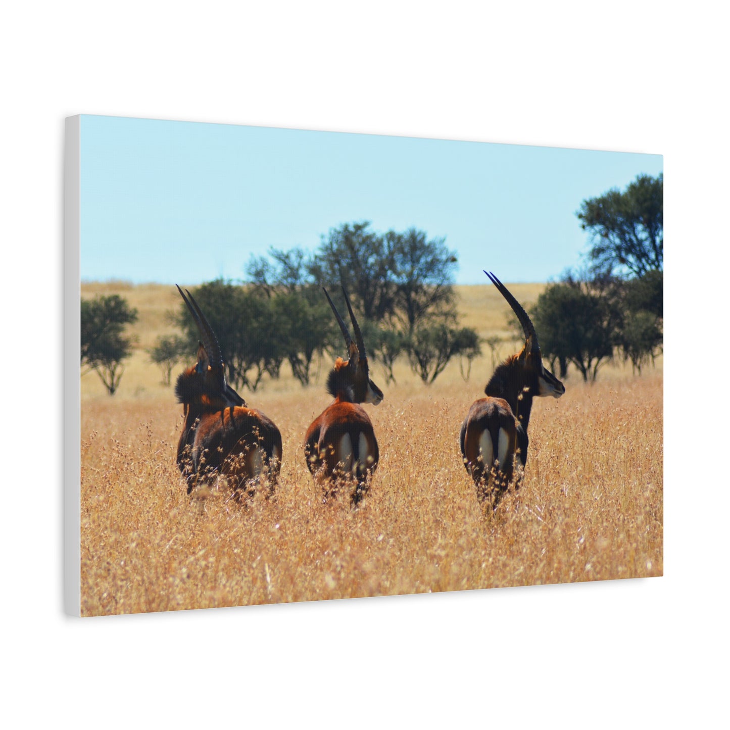 Sable Trio in Africa Canvas Print