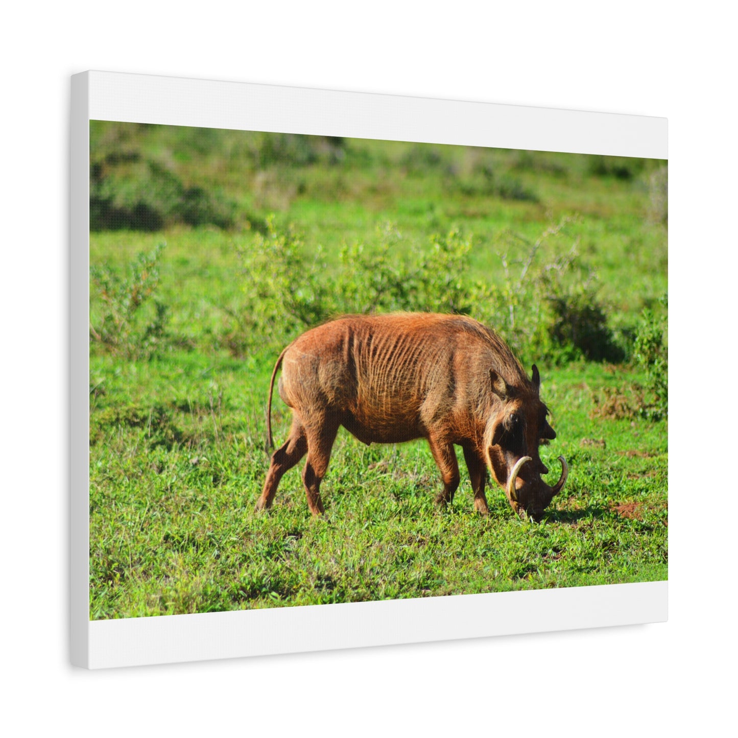 African Warthog - Canvas Print