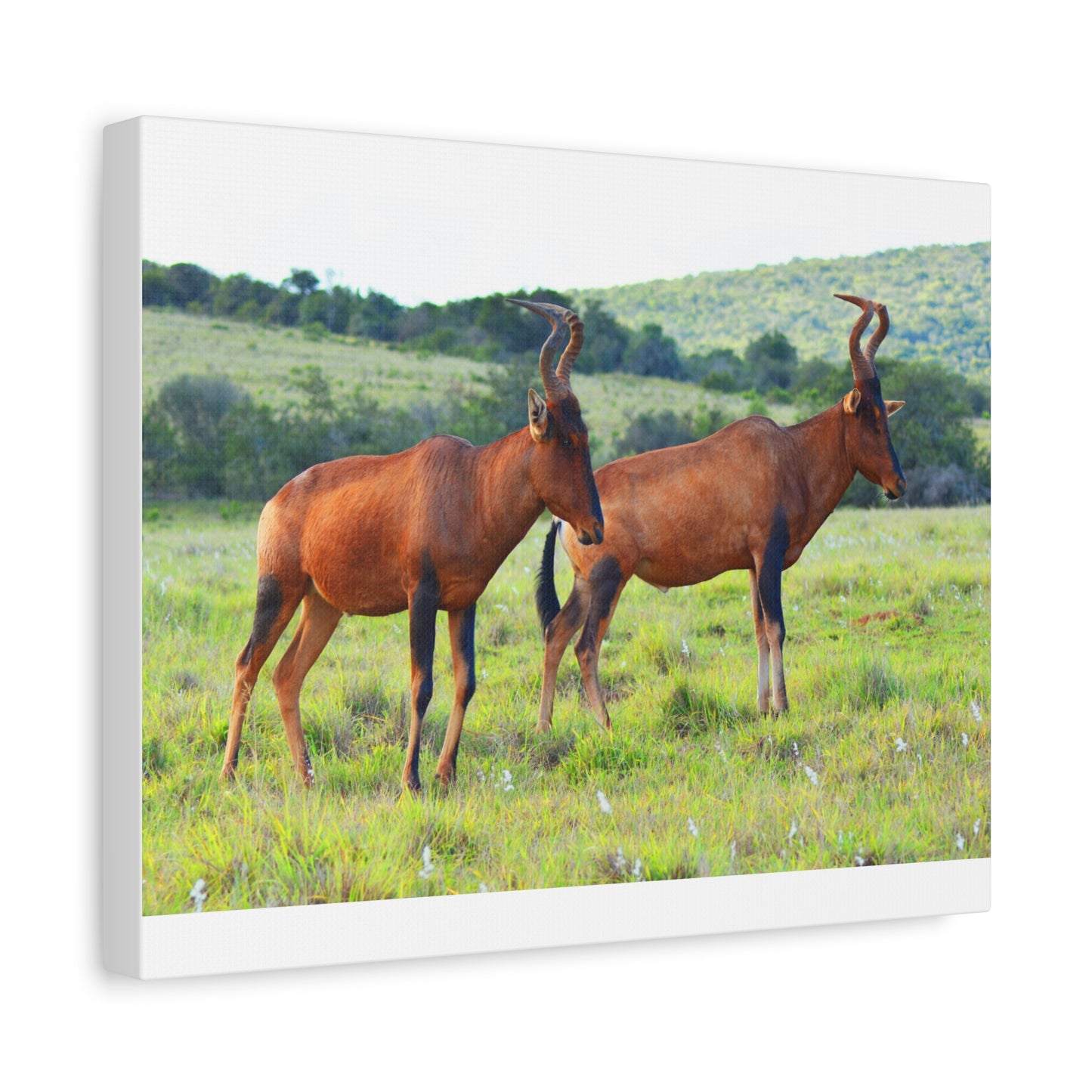 African Red Hartebeest - Canvas Print