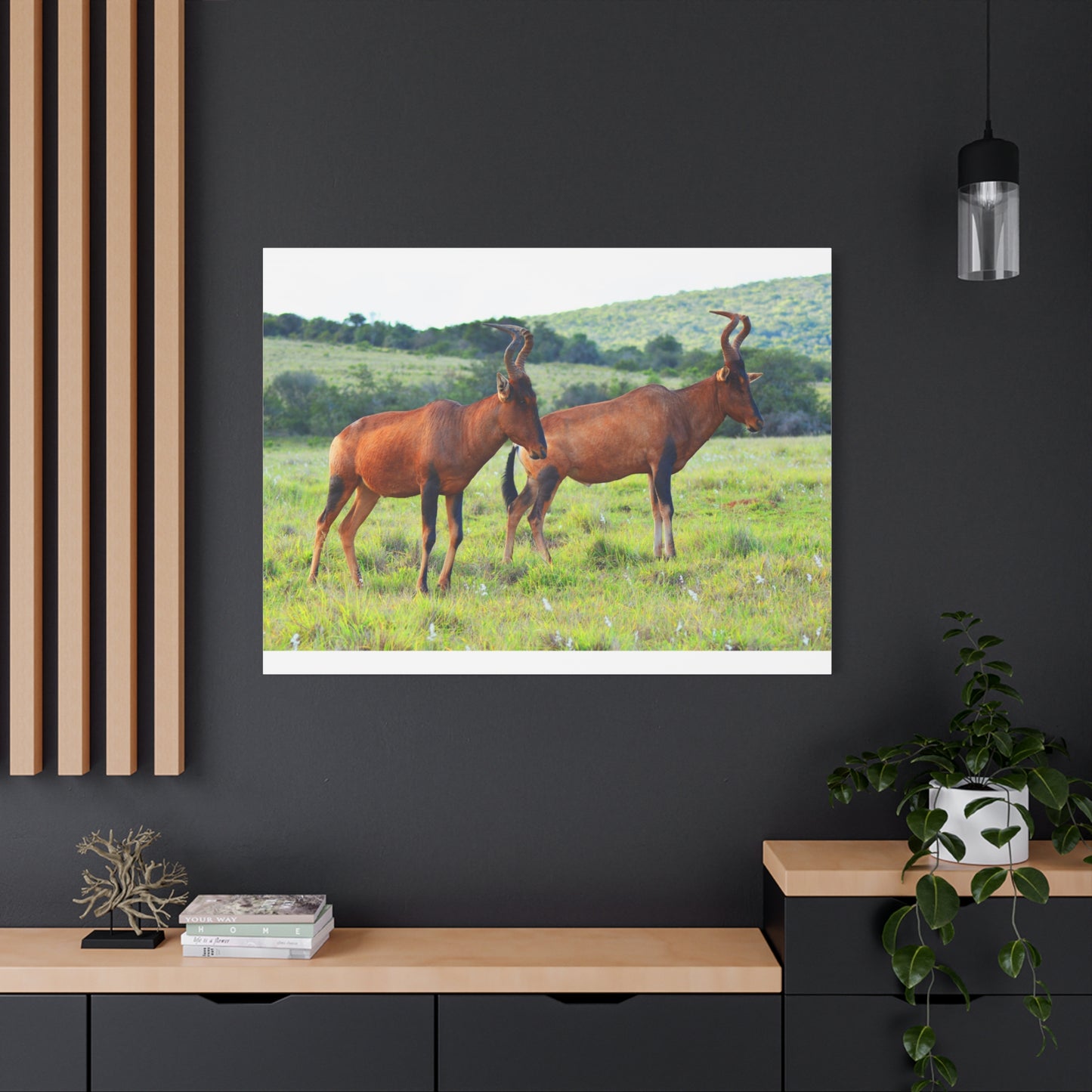 African Red Hartebeest - Canvas Print