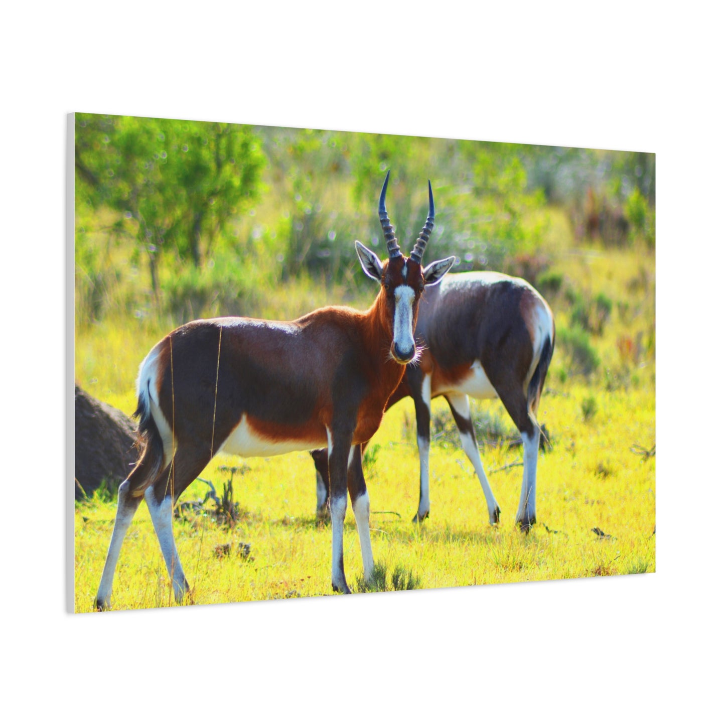 Blesbok in Africa - Canvas Print