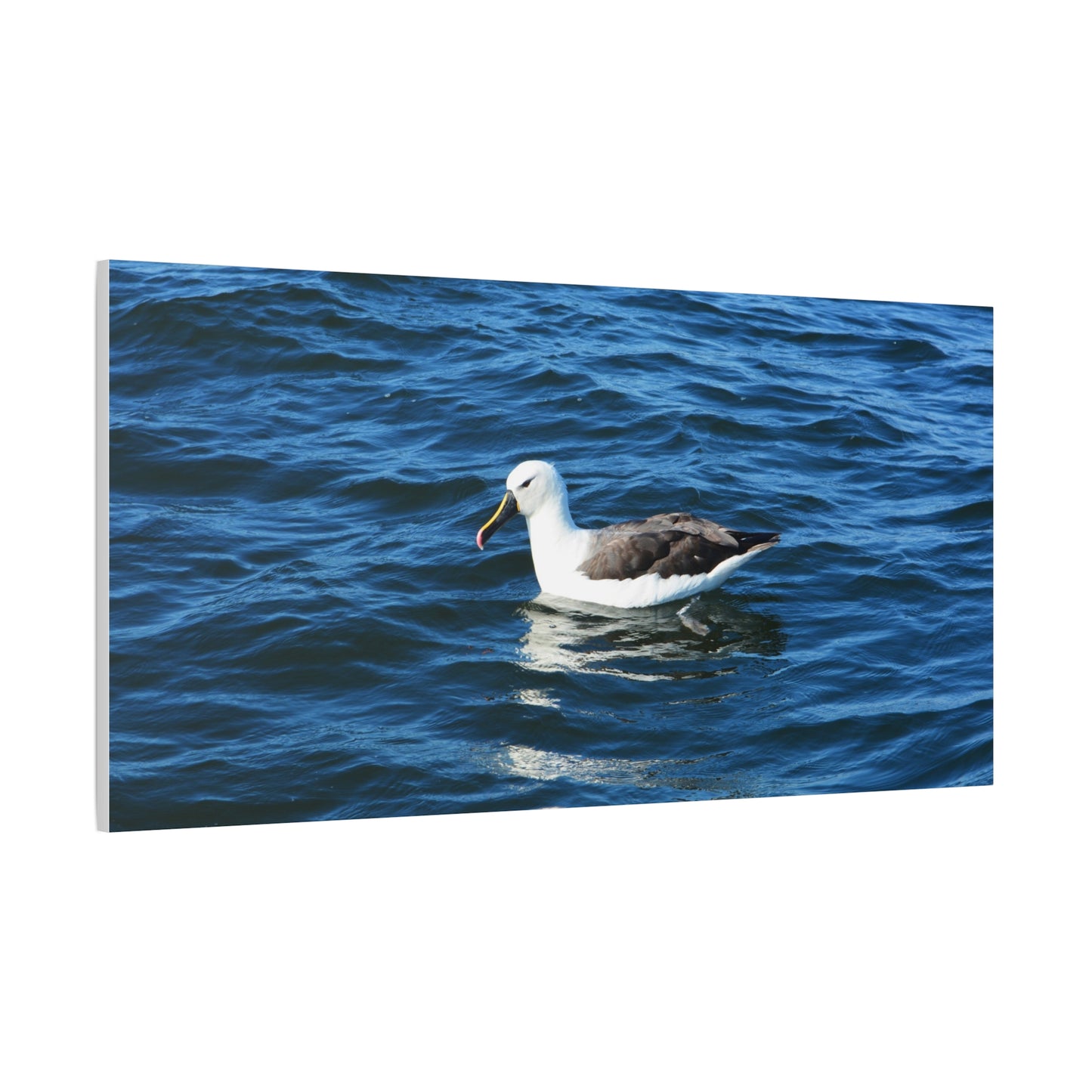 Albatross Canvas Print Sea Bird