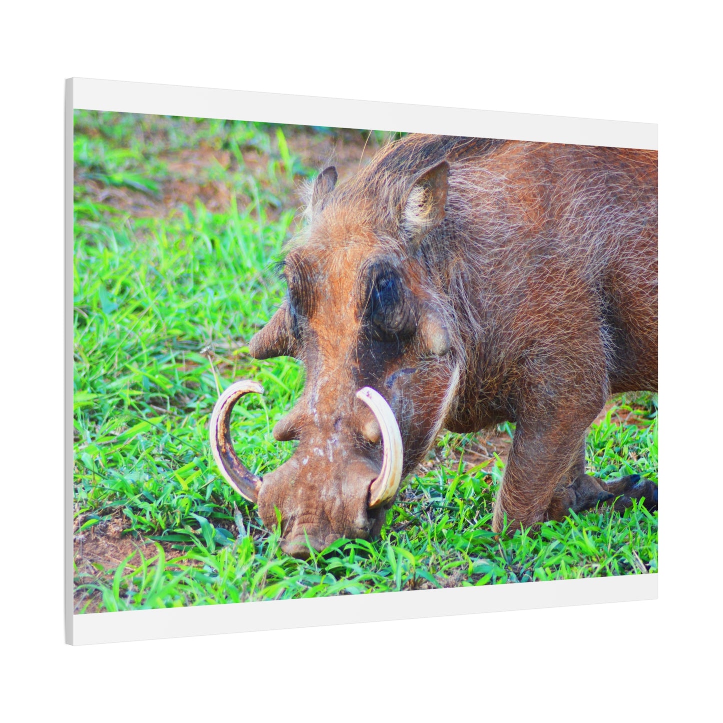 African Warthog Eating - Canvas Print