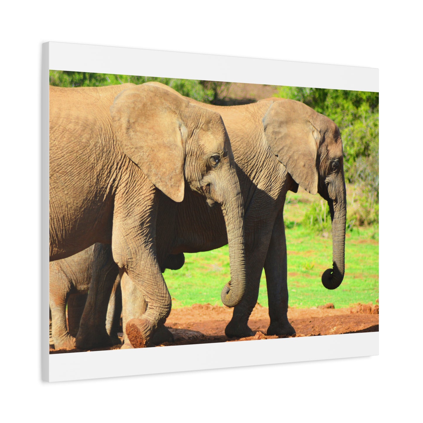 African Elephants - Canvas Print