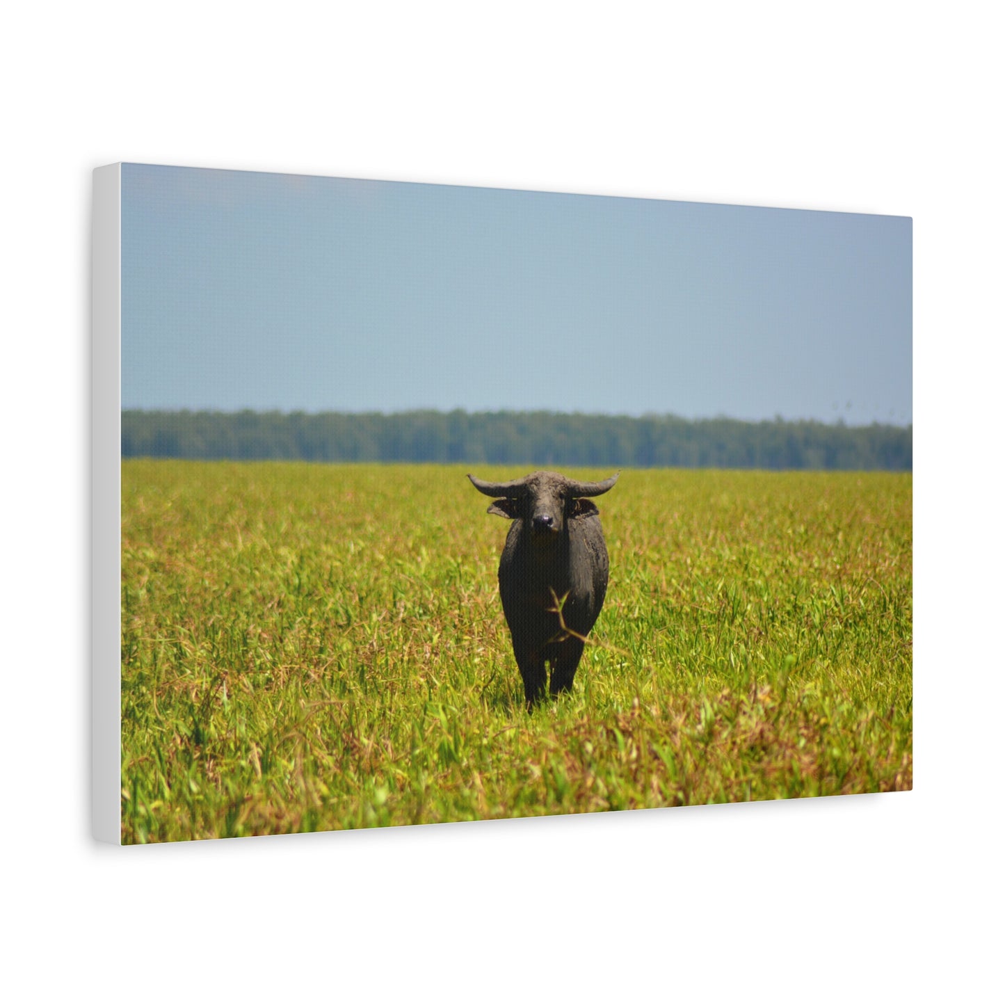 Asiatic Water Buffalo Australian Outback - Canvas Print