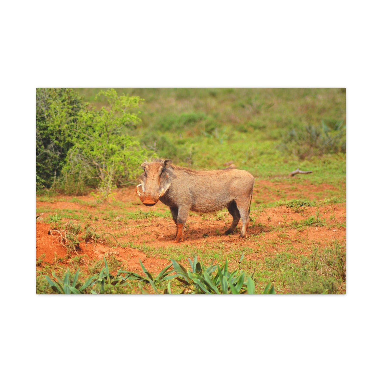 Dirty Warthog - Canvas Print