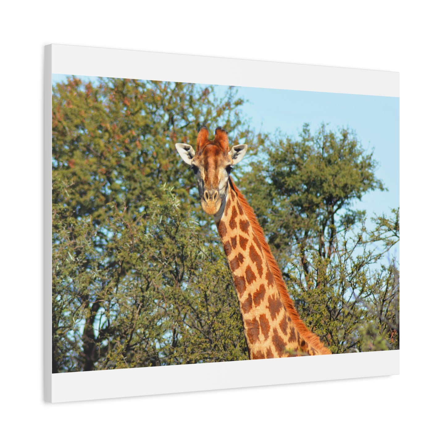 Elegant Giraffe Canvas