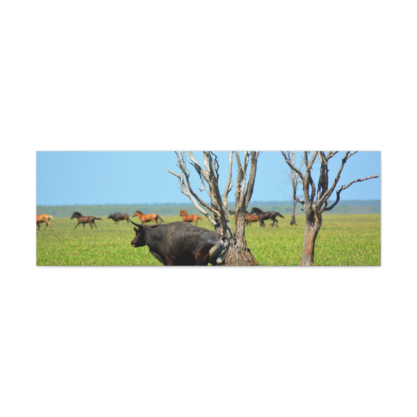 Australia Banteng - Canvas Print