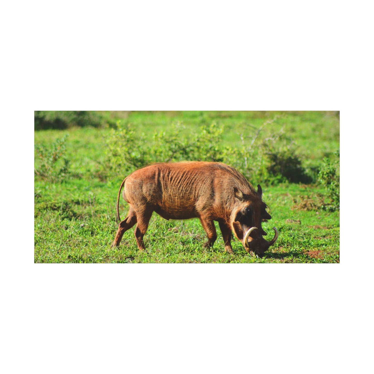 African Warthog - Canvas Print
