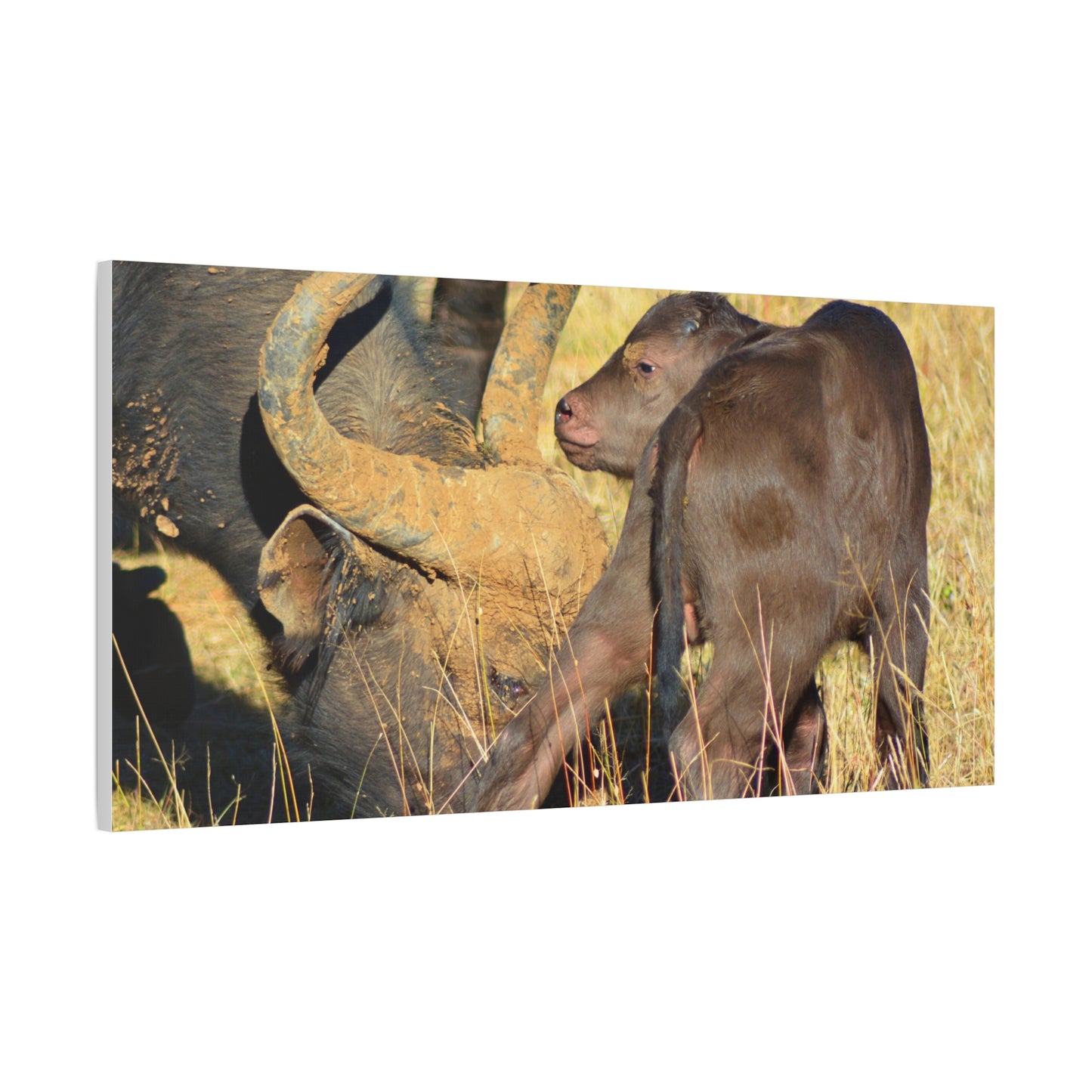 Cape Buffalo Tends to Calf