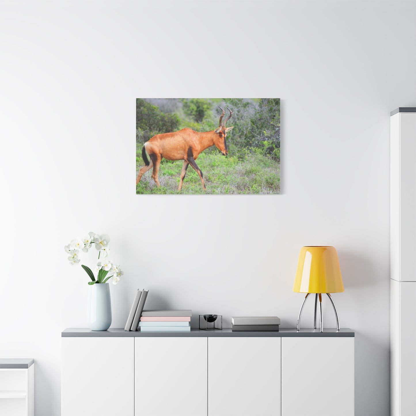 Red Hartebeest - Canvas Print