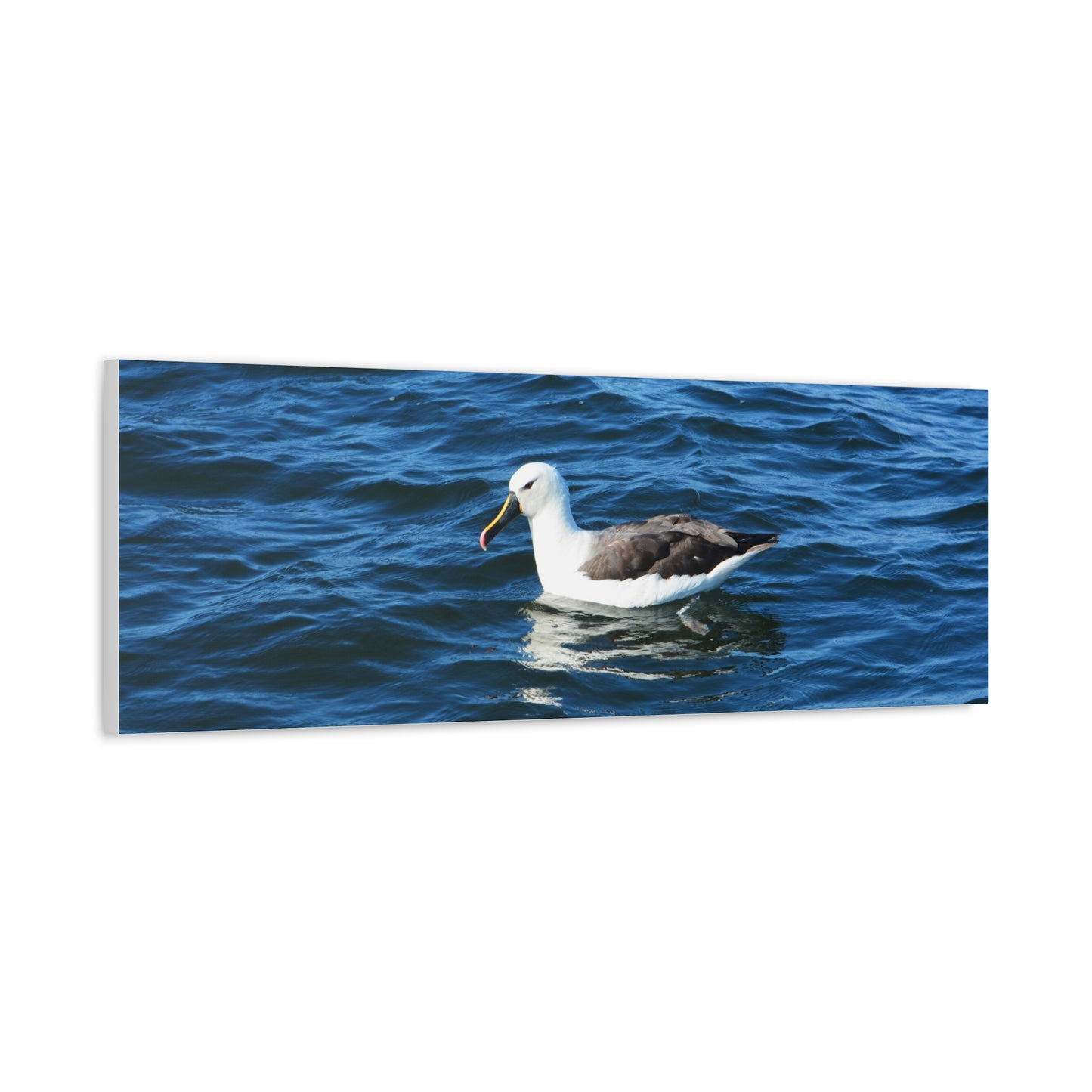 Albatross Canvas Print Sea Bird