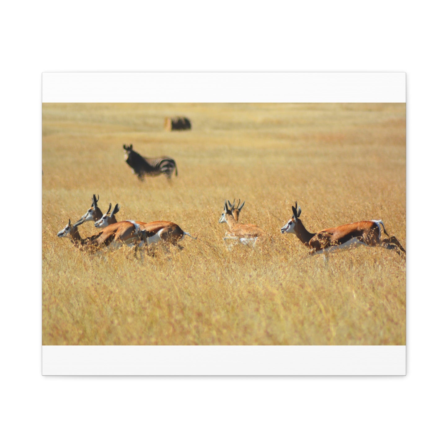 Springbok Herd in African Savannah
